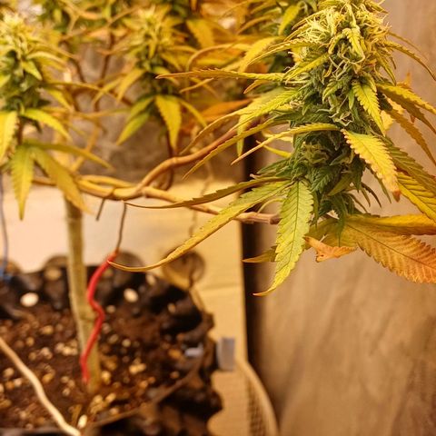 Mandarine Jam #2 growlog timeline photo
