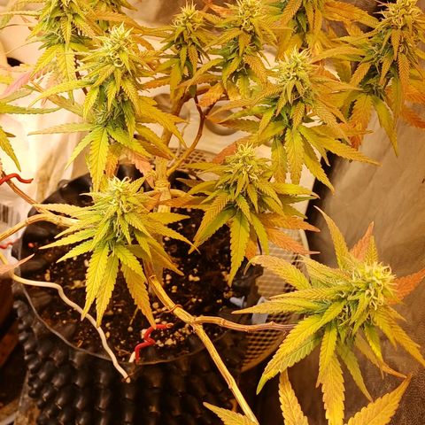 Mandarine Jam #2 growlog timeline photo