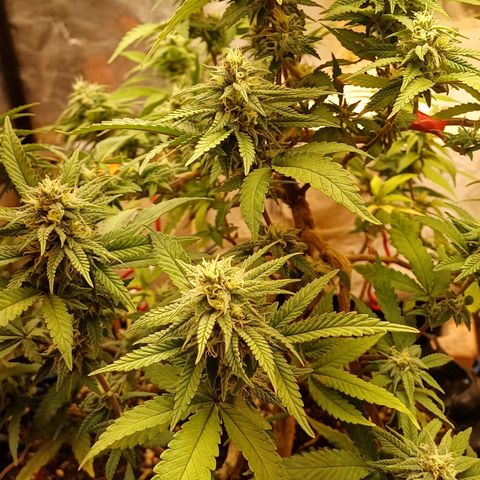 N13 #2 growlog timeline photo
