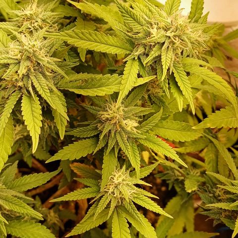 N13 #2 growlog timeline photo