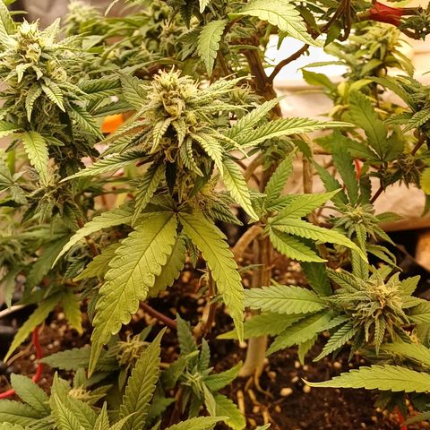 N13 #2 growlog timeline photo