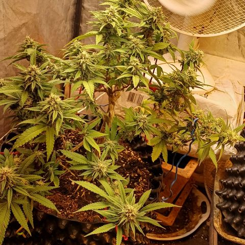 N13 #2 growlog timeline photo