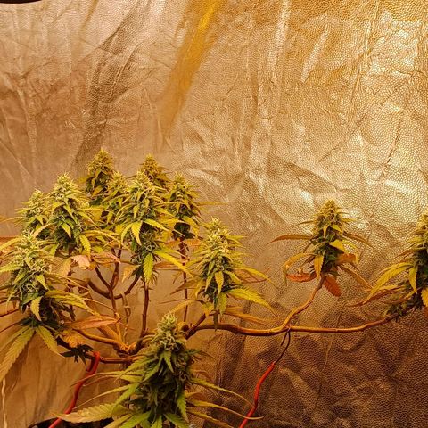 Mandarine Jam #2 growlog timeline photo