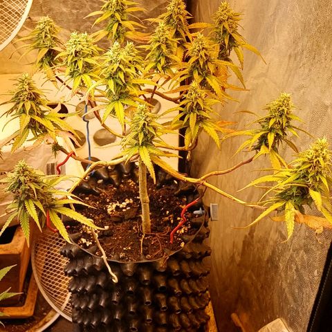 Mandarine Jam #2 growlog timeline photo