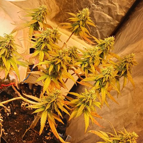 Mandarine Jam #2 growlog timeline photo