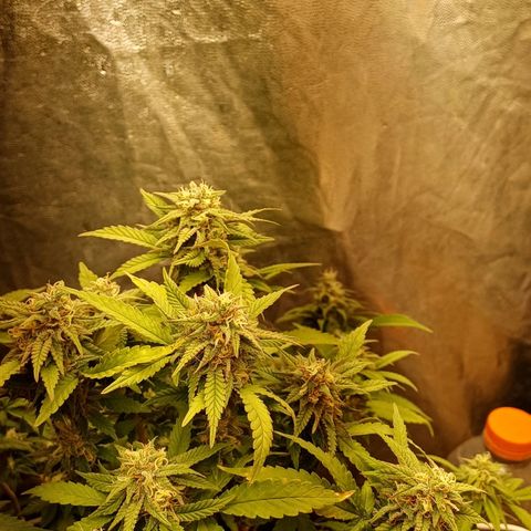 N13 #2 growlog timeline photo
