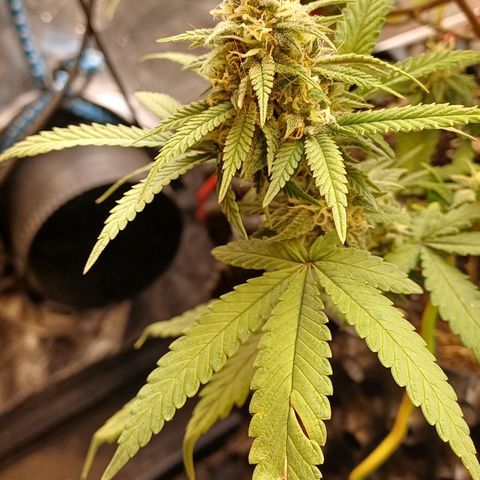 N13 #2 growlog timeline photo
