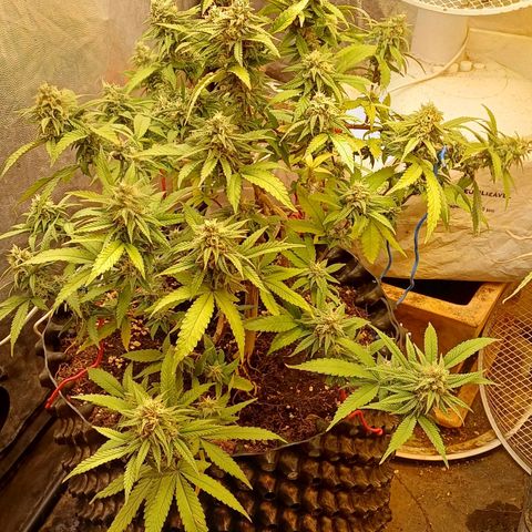 N13 #2 growlog timeline photo