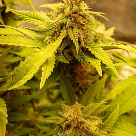 N13 #2 growlog timeline photo