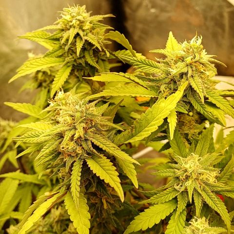 N13 #2 growlog timeline photo