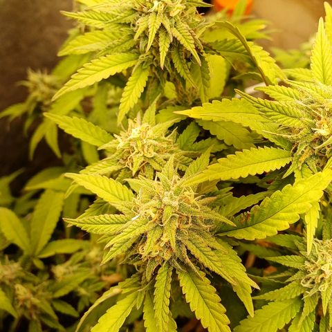 N13 #2 growlog timeline photo