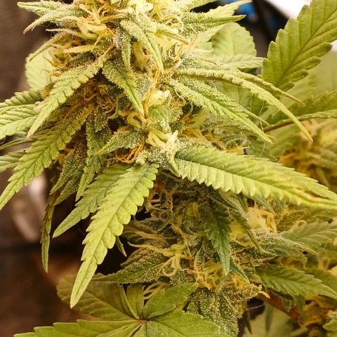 N13 #2 growlog timeline photo