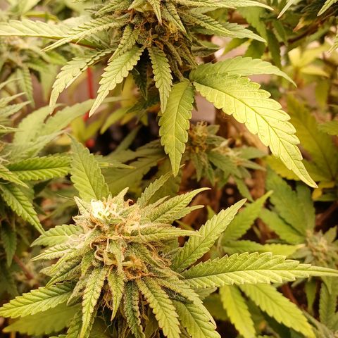 N13 #2 growlog timeline photo