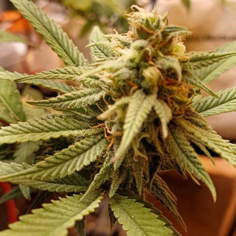 N13 #2 growlog timeline photo