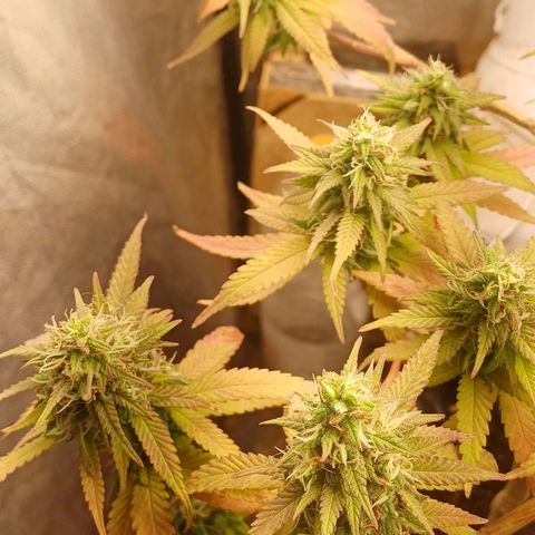 Mandarine Jam #2 growlog timeline photo