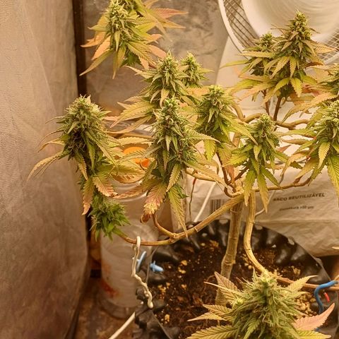 Mandarine Jam #2 growlog timeline photo