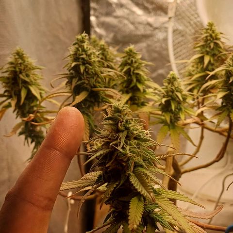 Mandarine Jam #2 growlog timeline photo