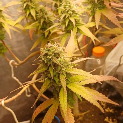 Mandarine Jam #2 growlog timeline photo