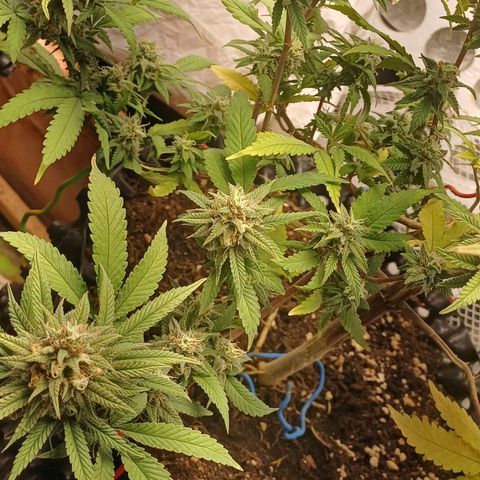 N13 #2 growlog timeline photo