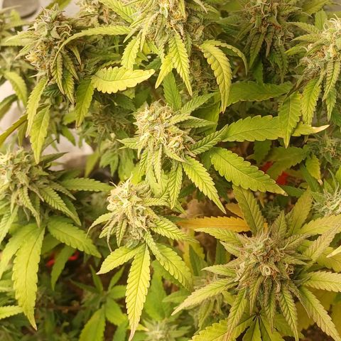 N13 #2 growlog timeline photo