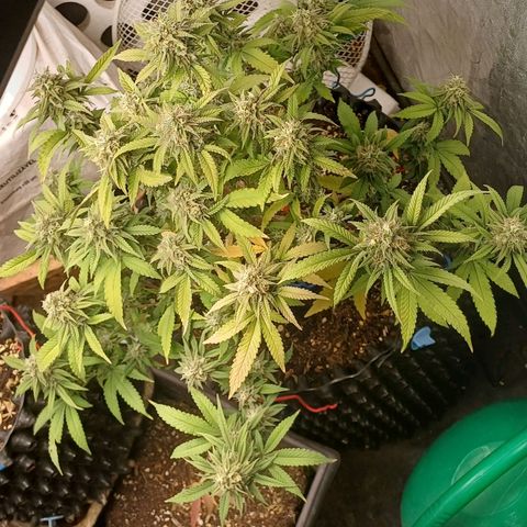 N13 #2 growlog timeline photo
