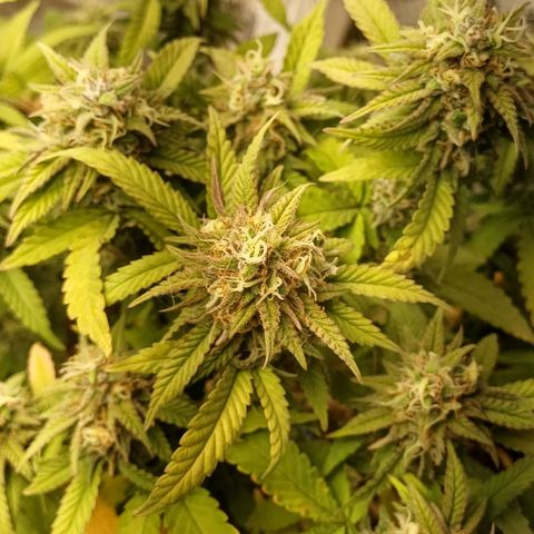 N13 #2 growlog timeline photo