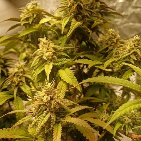 N13 #2 growlog timeline photo
