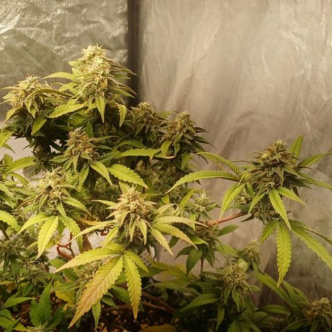 N13 #2 growlog timeline photo
