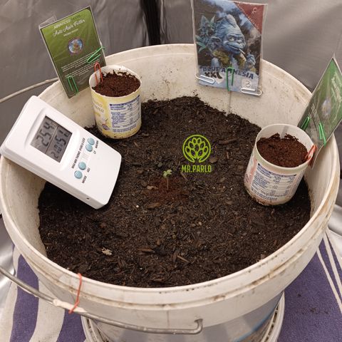 Blue Amnesia Autoflower growlog timeline photo