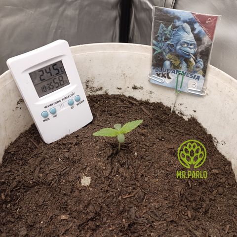Blue Amnesia Autoflower growlog timeline photo