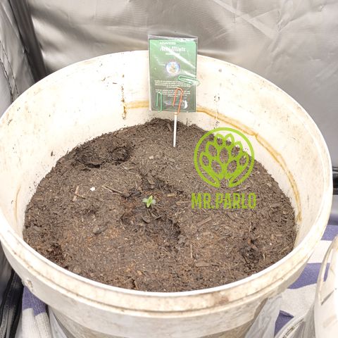 Acai Mints growlog timeline photo