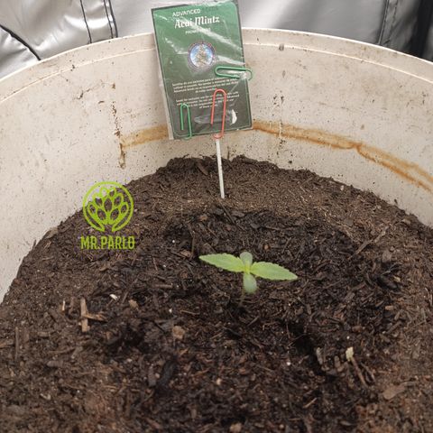 Acai Mints growlog timeline photo