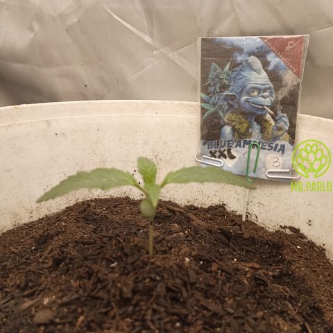 Blue Amnesia Autoflower growlog timeline photo
