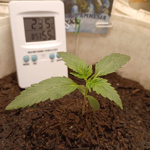 Blue Amnesia Autoflower growlog timeline photo