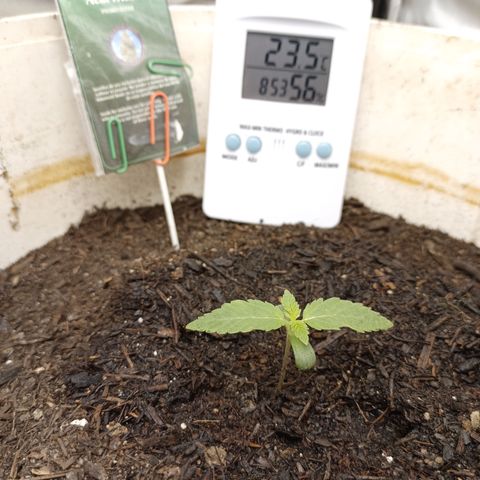 Acai Mints growlog timeline photo