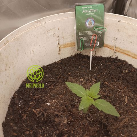 Acai Mints growlog timeline photo