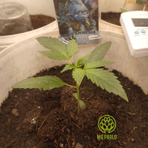 Blue Amnesia Autoflower growlog timeline photo