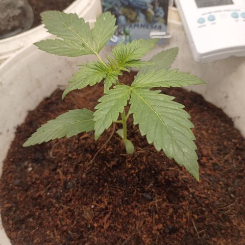 Blue Amnesia Autoflower growlog timeline photo