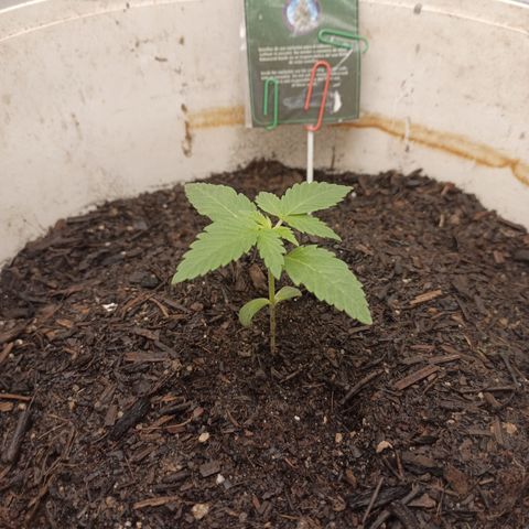 Acai Mints growlog timeline photo