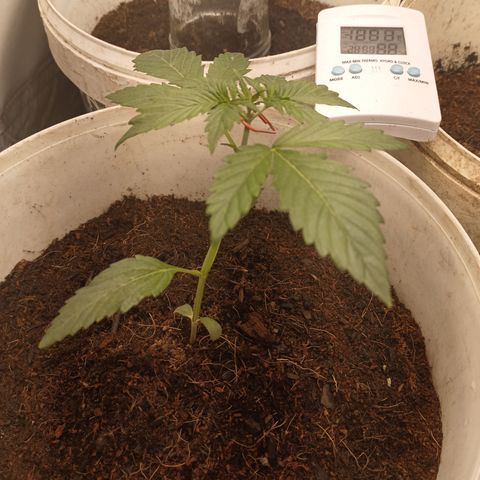 Blue Amnesia Autoflower growlog timeline photo