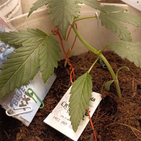 Blue Amnesia Autoflower growlog timeline photo
