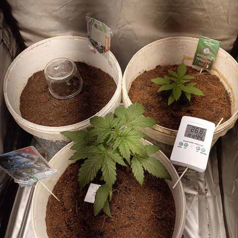 Acai Mints growlog timeline photo