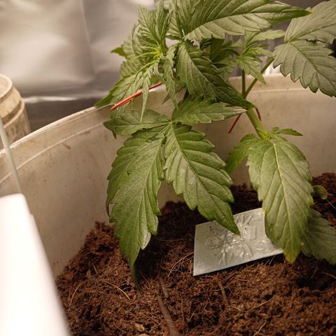 Blue Amnesia Autoflower growlog timeline photo
