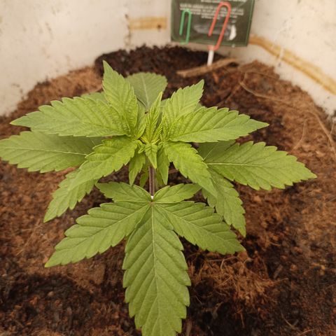 Acai Mints growlog timeline photo