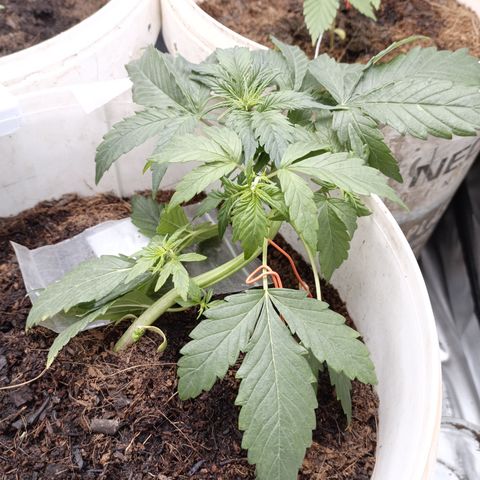 Blue Amnesia Autoflower growlog timeline photo