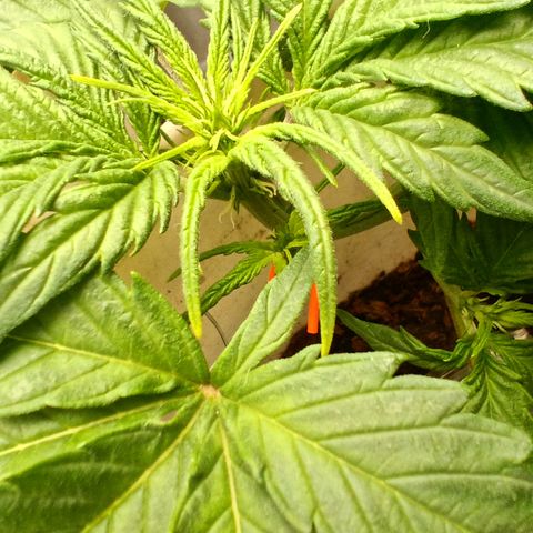 Blue Amnesia Autoflower growlog timeline photo