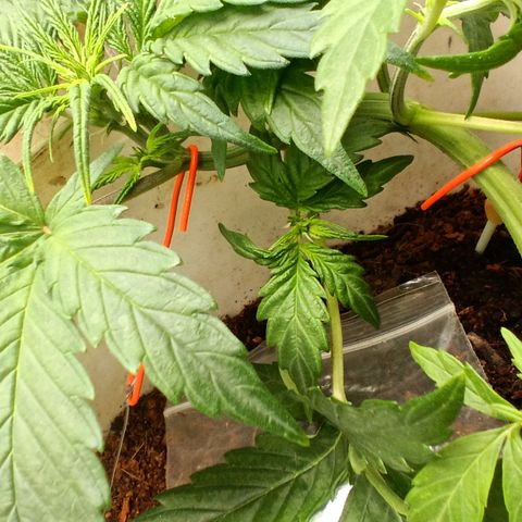 Blue Amnesia Autoflower growlog timeline photo