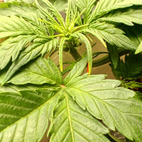Blue Amnesia Autoflower growlog timeline photo