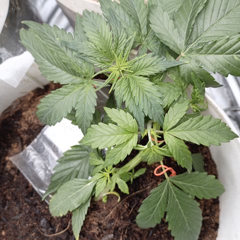 Blue Amnesia Autoflower growlog timeline photo