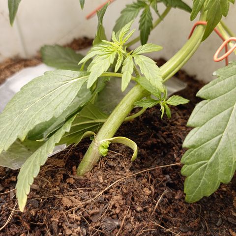 Blue Amnesia Autoflower growlog timeline photo